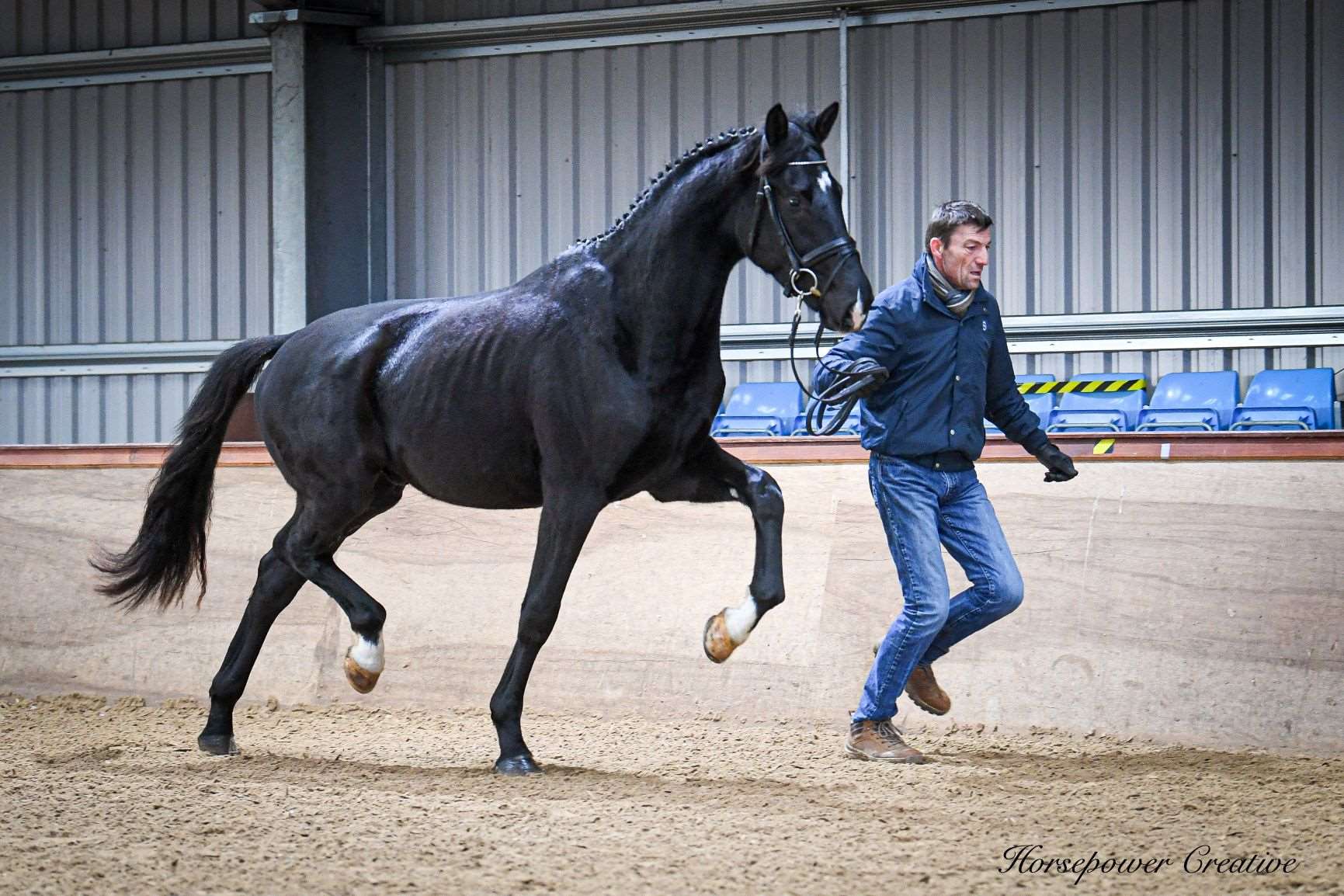 Woodlander Sequoia Stallion